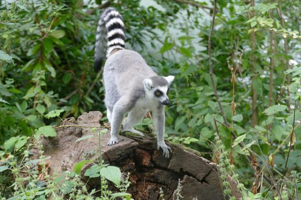 Partir en expédition à Madagascar, une expérience unique à vivre