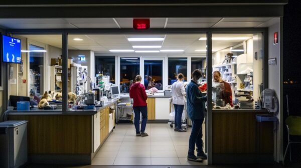 Service d’urgence vétérinaire à Toulouse : Emergence, Urgence Vétérinaire